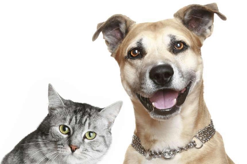 Comissão Especial de Estudos Sobre a Causa Animal realiza audiência em Avaré